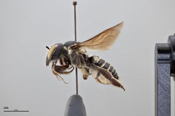 Media type: image;   Entomology 791065 Aspect: habitus lateral view